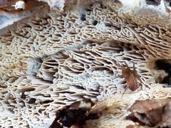 Wrightoporia austrosinensis