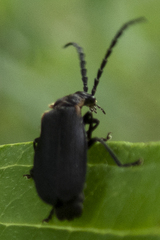 Polemius laticornis