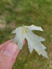 Eriophyes aceris