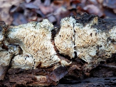 Wrightoporia austrosinensis