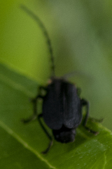 Polemius laticornis