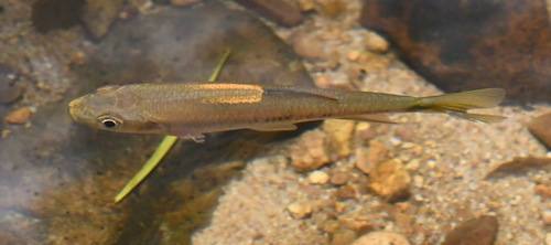 Predaceous chub (Parazacco spilurus) — Cyprinidae — 4