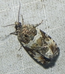 Olethreutes valdanum