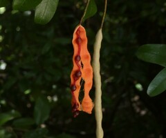 Quadrella jamaicensis