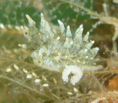 Eubranchus rustyus