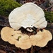 Trametes aesculi - Photo (c) Alan Rockefeller, some rights reserved (CC BY), uploaded by Alan Rockefeller