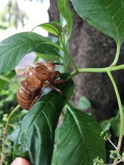 Graptopsaltria nigrofuscata