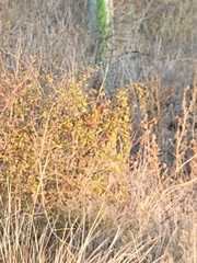 Pseudoseisura lophotes