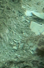 Ulvaria subbifurcata