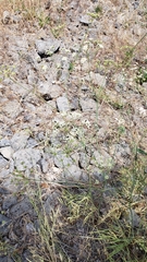 Perideridia lemmonii