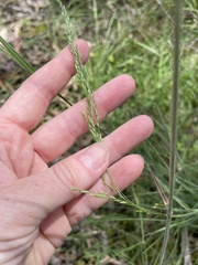 Poa morrisii
