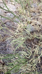 Perideridia lemmonii