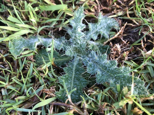 Cirsium vulgare
