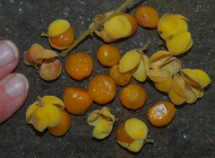 Diploglottis diphyllostegia