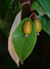 Elaeagnus triflora