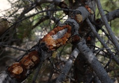 Cronartium occidentale