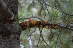 Cronartium occidentale