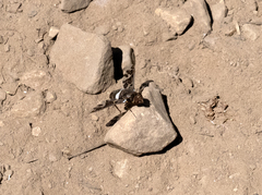 Exoprosopa caliptera