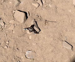 Exoprosopa caliptera