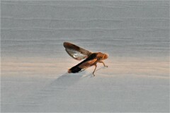 Homalodisca vitripennis