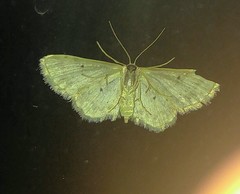 Idaea dimidiata