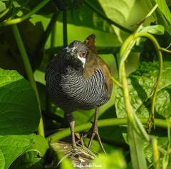 Gallirallus torquatus