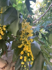 Cassia fistula