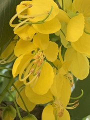 Cassia fistula