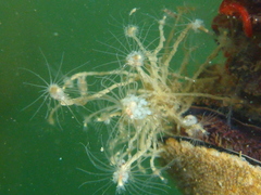 Tubulariidae