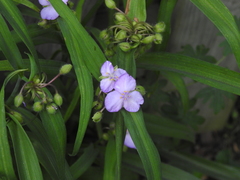 Tradescantia × andersoniana