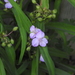 Tradescantia virginiana - Photo (c) Joanne Muis Redwood, some rights reserved (CC BY-NC), uploaded by Joanne Muis Redwood