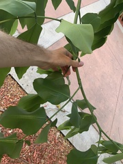 Cassia fistula