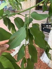 Cassia fistula