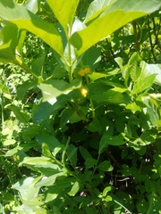 Lonicera involucrata involucrata