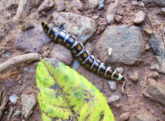Phengodes laticollis