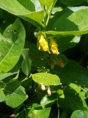 Lonicera involucrata involucrata