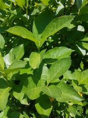 Lonicera involucrata involucrata