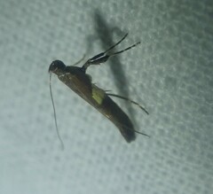 Caloptilia semifascia