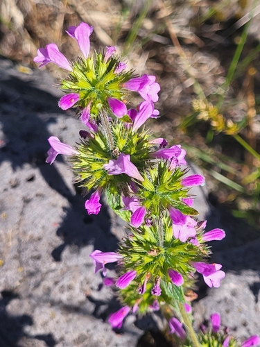 Clinopodium vulgare image