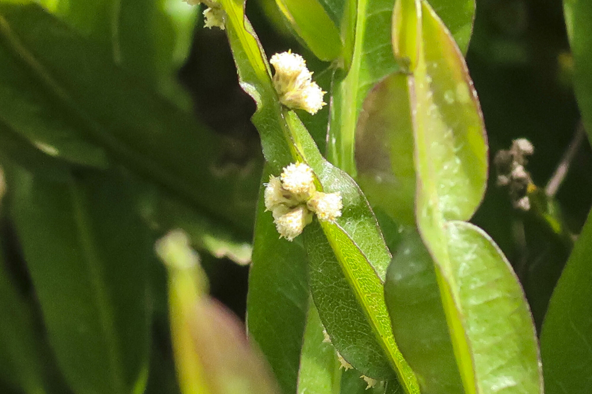 Baccharis image
