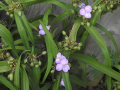 Tradescantia × andersoniana