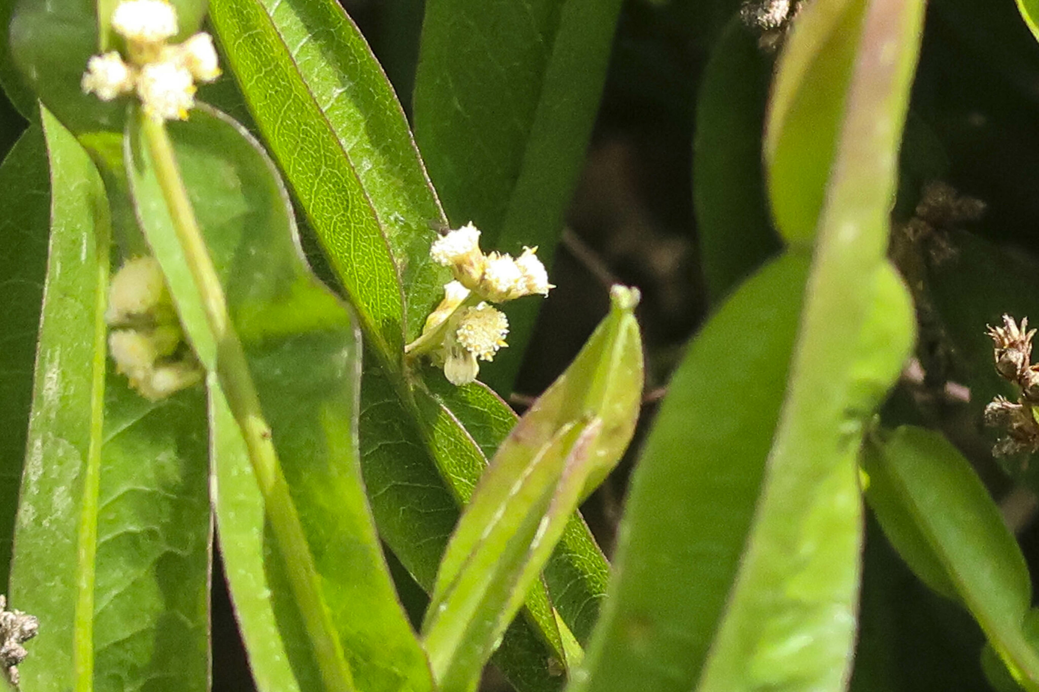 Baccharis image