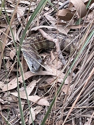 Tiger Snake sighting