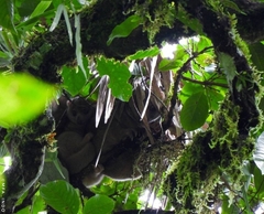 Strigocuscus celebensis