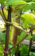 Schistocerca obscura