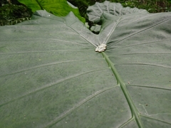 Kurixalus eiffingeri