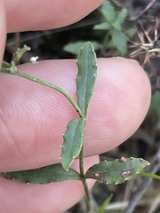 Wahlenbergia gymnoclada