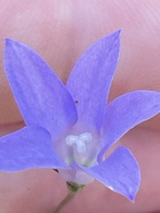 Wahlenbergia gymnoclada