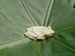 Kurixalus eiffingeri