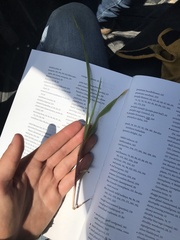 Eragrostis secundiflora